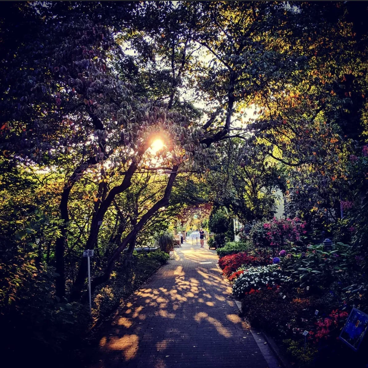 Botanischer Garten Münster Pfad Sonnenlicht