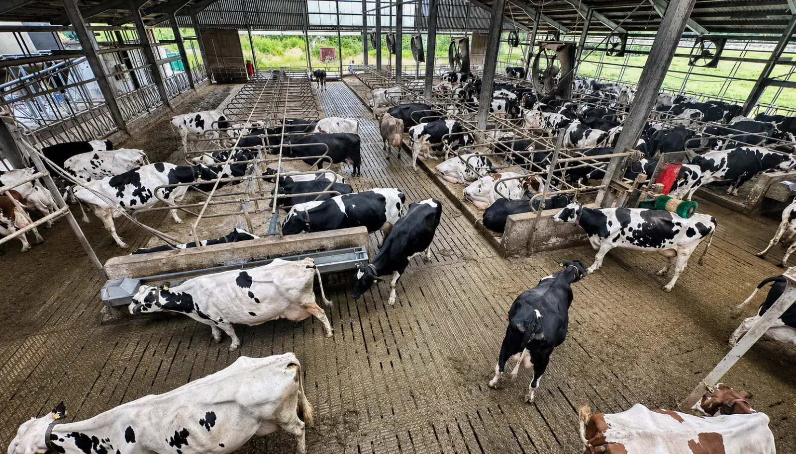 Milchhof Große Kintrup Kuhstall Münster