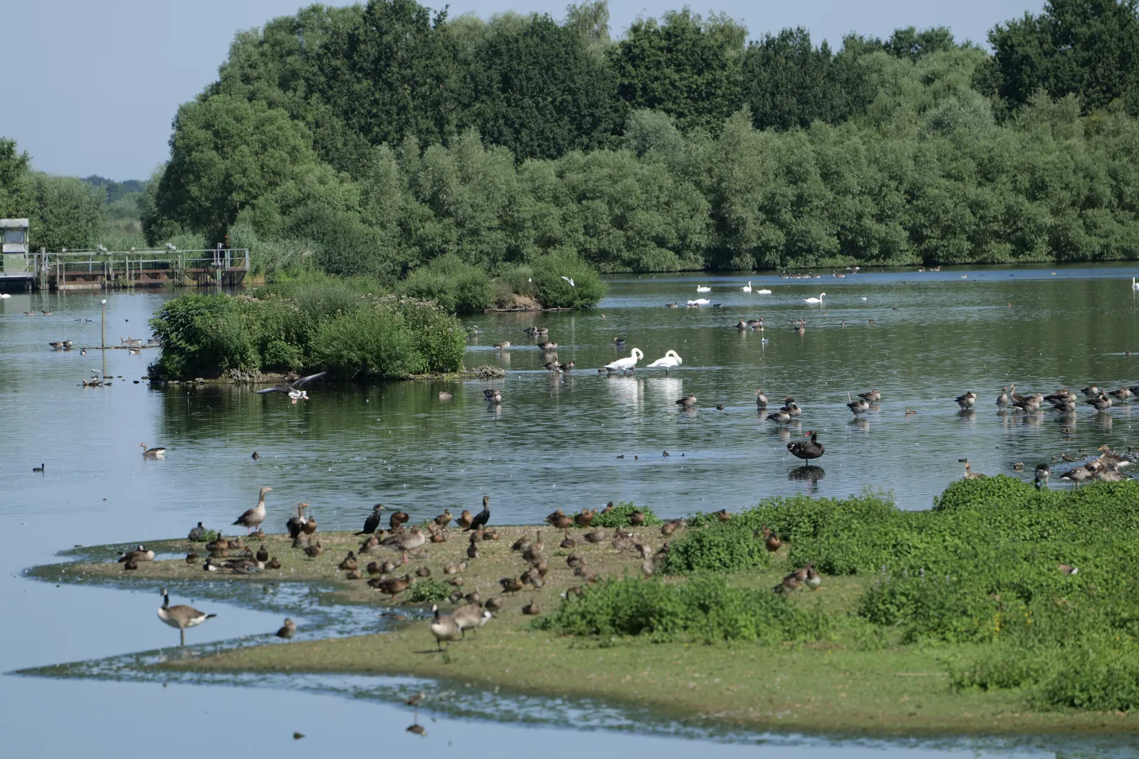 Rieselfelder Münster Wasservögel Schwäne Natur